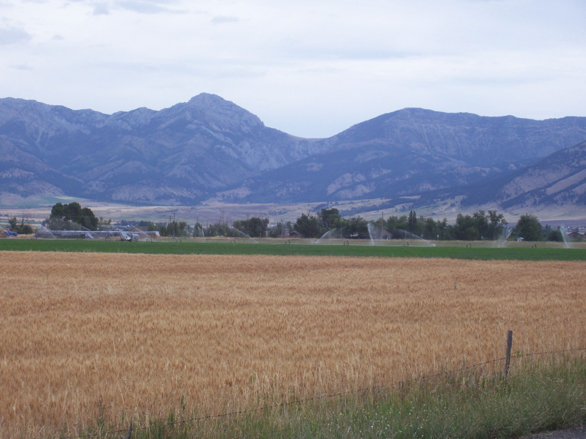 Wheat field below the Bridger Range near Belgrade, Montana